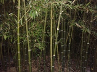 altenahr-en-tuin-2015-137